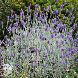 Лаванда узколистная Сильвер Мист