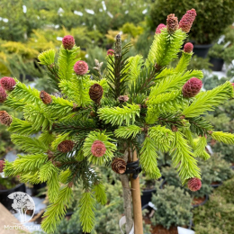 Ель обыкновенная Акрокона Пуш на штамбе
