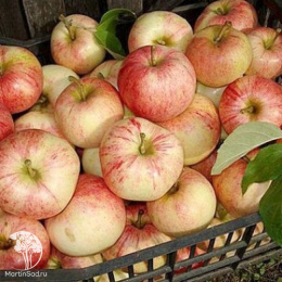 Яблоня Конфетное