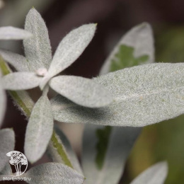 Полынь Пурша