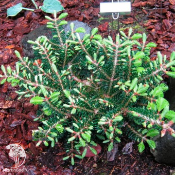 Фото Пихта корейская Старкерс Дварф