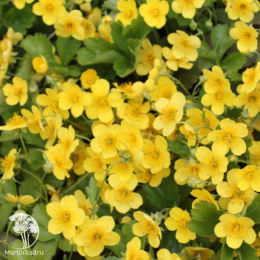 Вальдштейния тройчатая (Золотая земляника)