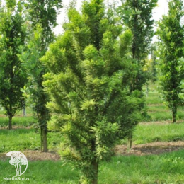 Таксодиум двурядный Пив Минарет