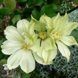 Клематис Мунлайт (Еллоу Квин)