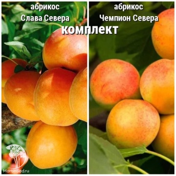 Фото Абрикос Слава Севера + опылитель абрикос Чемпион Севера