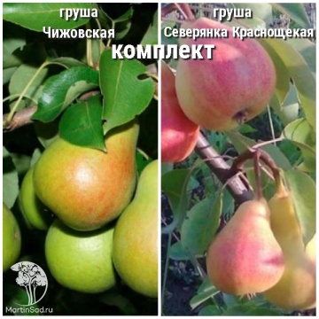 Фото Груша Чижовская + опылитель Груша Северянка краснощекая