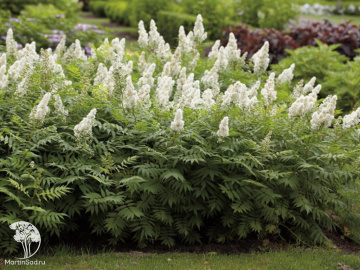 Фото Рябинник рябинолистный Пинк Хопи