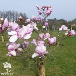 Магнолия Коутс