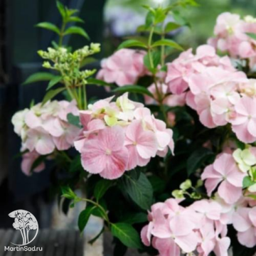Фото Гортензия гибридная ампельная Френч Болеро Пинк