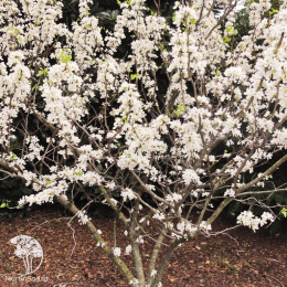 Церцис китайский Широбана