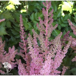 Astilbe arendsii Darwin's Dream Астильба Арендса Дарвинс Дрим