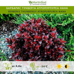 Барбарис тунберга Атропурпуреа Нана
