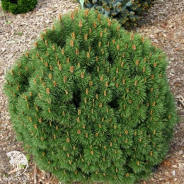  Сосна горная Хниздо