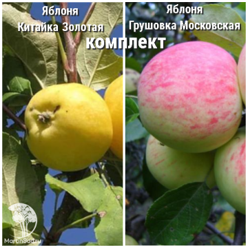 Фото Яблоня Грушовка Московская + опылитель яблоня Китайка золотая (ранняя)
