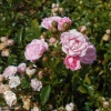 Почвопокровная роза Фэйри фото 2 