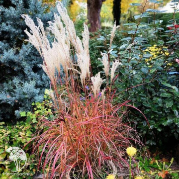 Фото Мискантус китайский Серенгети