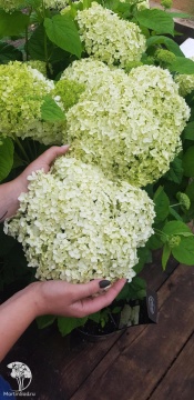 Фото Гортензия древовидная Баунти