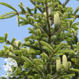 Пихта белая / европейская в контейнере