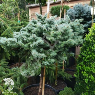 Фото Ель колючая Сант Мериз Брум на штамбе