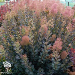 Скумпия кожевенная Мэджикал Торч