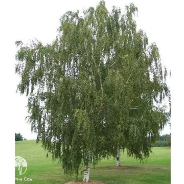 Фото Берёза повислая Тристис