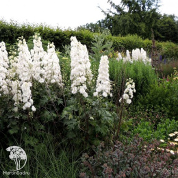 Дельфиниум культурный Галахад