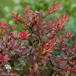 Барбарис Тунберга Атропурпуреа