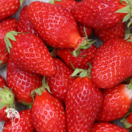 Клубника Гаригуэтта