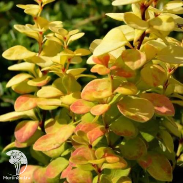 Фото Барбарис Тунберга Неон Голд