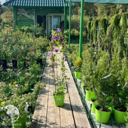 Клематис Ашва