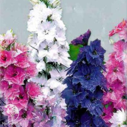 Дельфиниум однолетний Летний танец