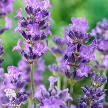 Фото Lavandula angustifolia Little Lady Лаванда узколистная Литтл Леди