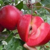Яблоня красномякотная Редлав Одиссо фото 1 