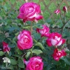 Роза чайно-гибридная Роза Гожар на штамбе фото 3 