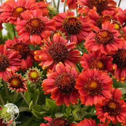 Гайлардия (Гайллардия) Сердолик