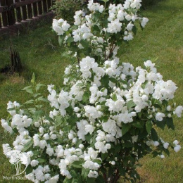 Чубушник гибридный Бейли Карзел