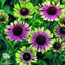 Эхинацея пурпурная Грин Твистер