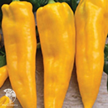 Фото Перец Золотой ключик 