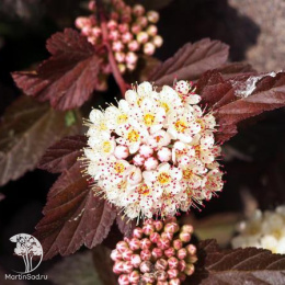 Живая изгородь Пузыреплодник калинолистный Диабло