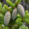  Ель красная (Picea rubens) фото 1 