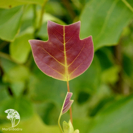 Лириодендрон Чапел Хилл