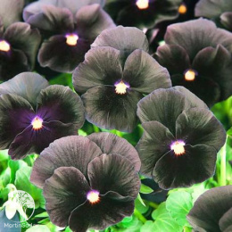 Виола Фламенко черная F1 Виттрока (Анютины глазки) серия Фараон