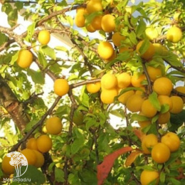 Слива гибрид Подарок Санкт-Петербургу + Шарафуга (слива х персик х абрикос)