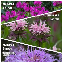 Набор для ароматной грядки монарда Би-Фри + Бьюти оф Кобхэм + Элизес Лавендер