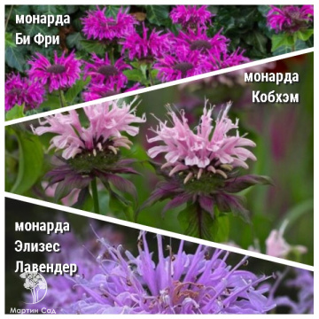 Фото Набор для ароматной грядки монарда Би-Фри + Бьюти оф Кобхэм + Элизес Лавендер