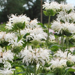 Монарда гибридная Би Брайт