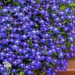 Лобелия Бисер голубой, ампельная (сер. Чудесный балкон DH)