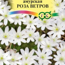 Ветреница (Анемона) Роза ветров 