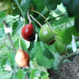 Боярышник обыкновенный Аурикулата