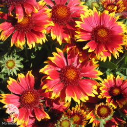 Гайлардия (Гайллардия) Яшма